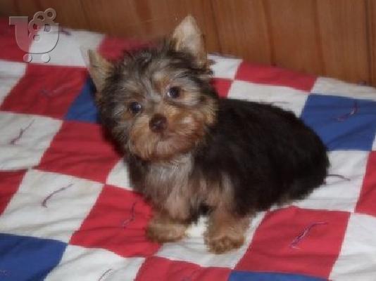 PoulaTo: Yorkie κουτάβι για ένα νέο σπίτι